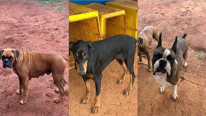 Cães são encontrados com orelhas e rabos mutilados dentro de casa em Araçoiaba da Serra, SP
