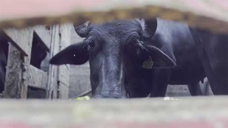 Búfalas de Brotas são levadas para ‘novos lares’ e fazenda onde ocorreram maus-tratos não tem mais animais; VÍDEO