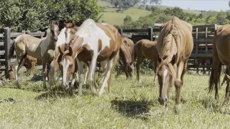 Cavalos que foram encontrados em situação de maus-tratos em Brotas são transferidos para novo lar — Foto: Larissa Maluf/Arquivo Pessoal