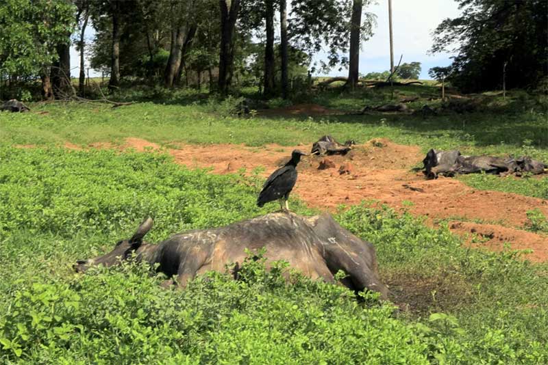 Carcaças de búfalas que morreram em fazenda de Brotas — Foto: Fabio Rodrigues/g1