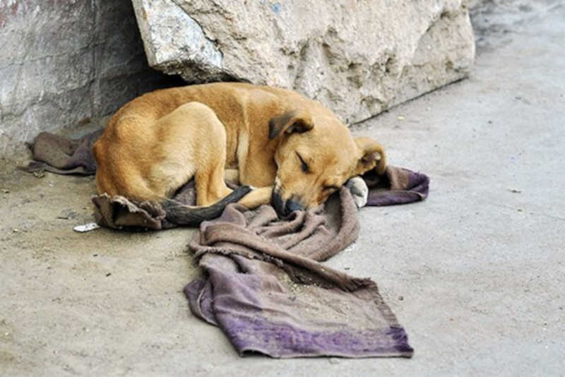 Crescente abandono de cães e gatos em Cabreúva, SP