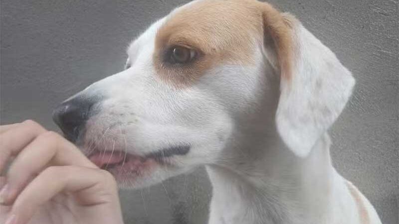 Tutor de cão que foi baleado diz que vira-lata está debilitado: ‘perdeu bastante sangue, está abatido e assustado’