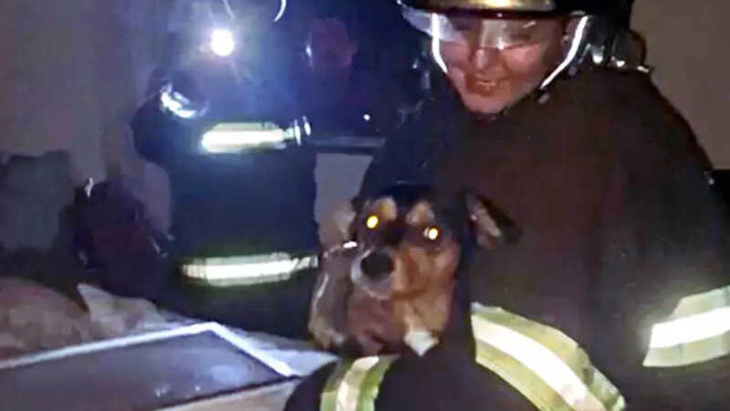 Vídeo: cão de coronel do Exército é resgatado de apartamento que explodiu em Campinas, SP