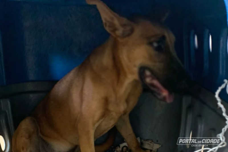 Homem é preso por agredir cachorro a pauladas em Casa Branca, SP