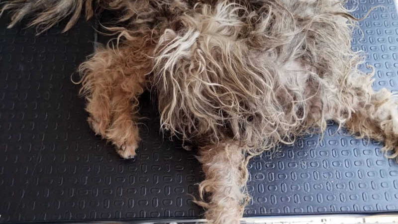 Prefeitura resgata cachorro espancado em Guarulhos (SP) e agressor é preso