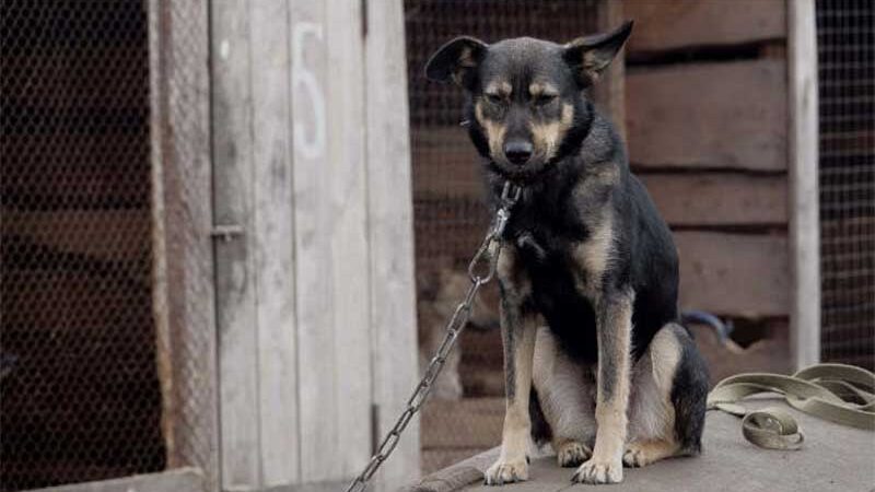 Lei em defesa dos animais: fim do acorrentamento em Hortolândia, SP