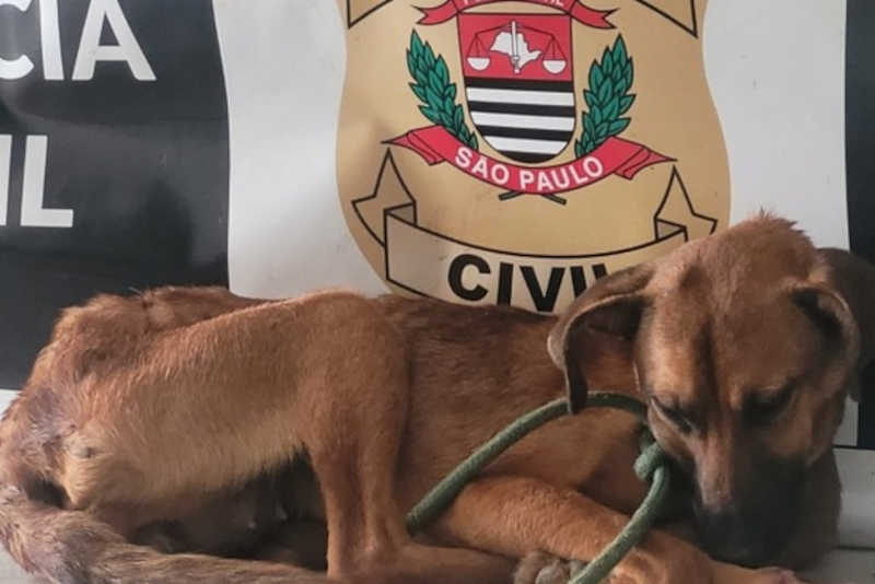 Cadela é encontrada com corrente de ferro nos pescoço e tutor é preso em flagrante, em Barra do Turvo, SP