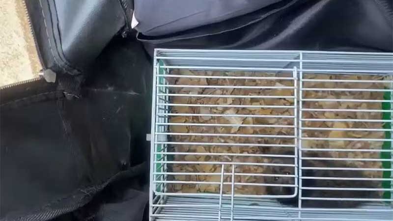Homem é detido com macaco e cobra dentro de mochila em rodovia de Limeira, SP