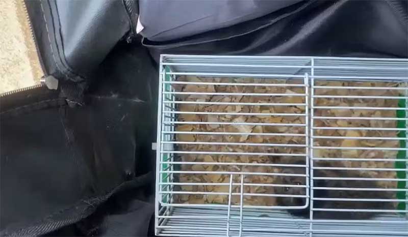 Homem é detido com macaco e cobra dentro de mochila em rodovia de Limeira, SP