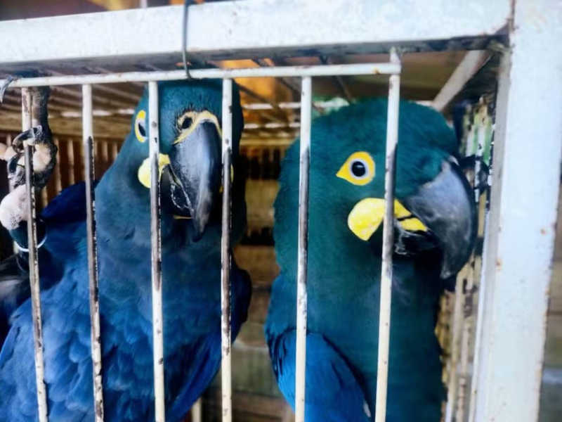 Casal de araras-azuis-de-lear é apreendido em Mairiporã (SP) com sinais de maus tratos