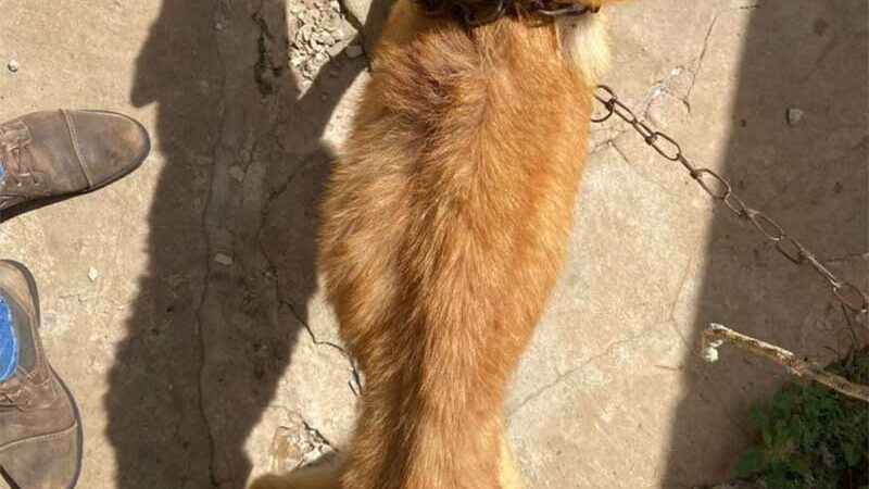 Homem é preso por deixar cão infestado de carrapatos e acorrentado no sol em Marília, SP