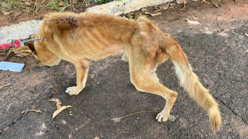ONG e Polícia Civil resgatam cão esquelético e tutor é preso em flagrante em Marília, SP