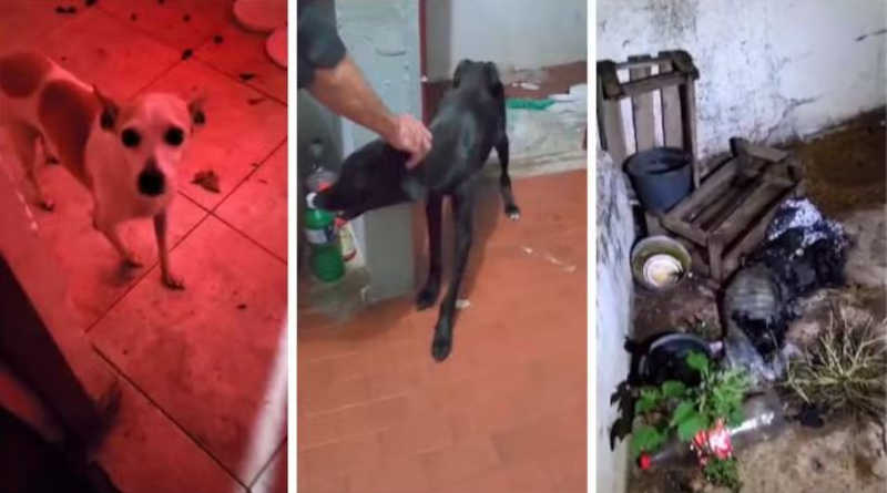 Mulher é presa por maus-tratos após PM encontrar cães mortos e debilitados em Mococa, SP