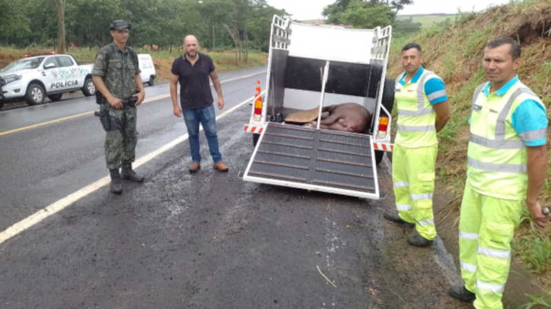 Atropelada e ferida, anta é resgatada na estrada que liga Osvaldo Cruz a Salmourão, em SP