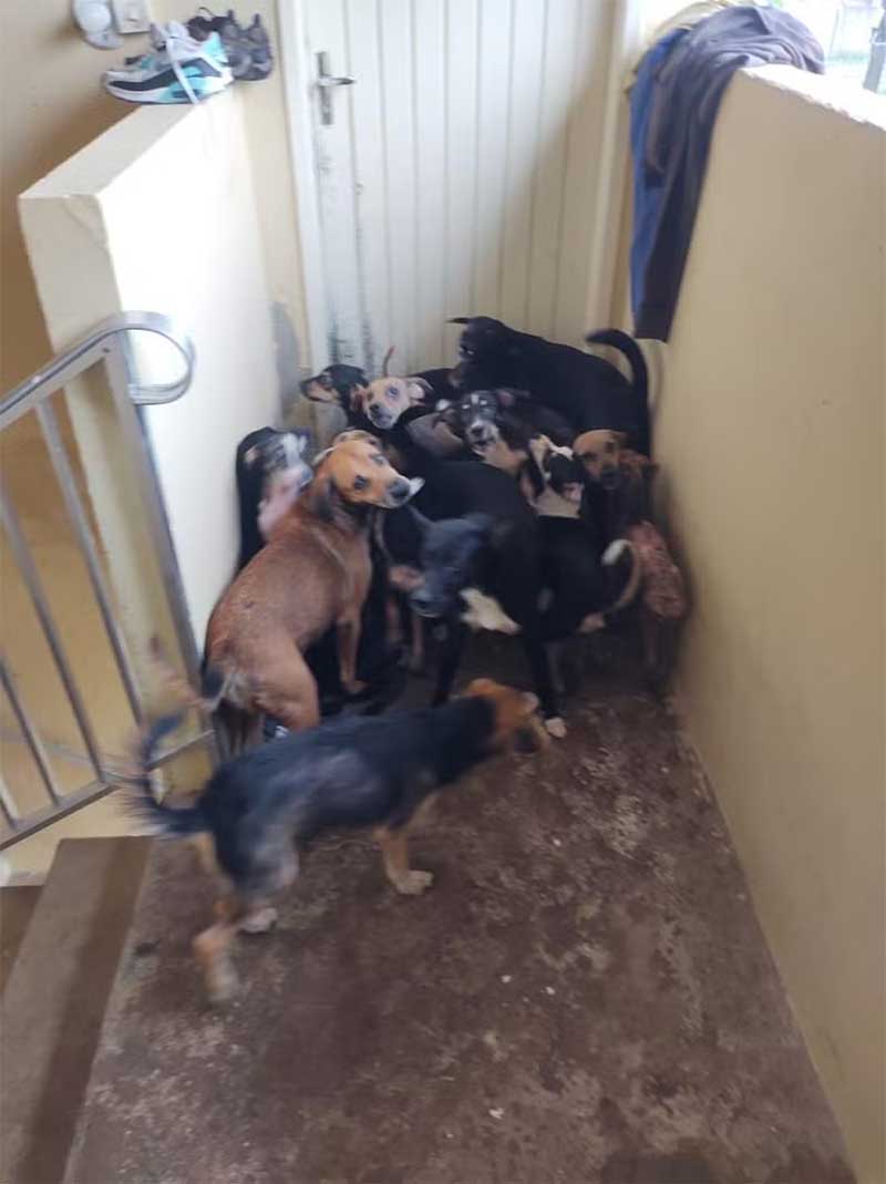 Animais foram resgatados em situação de abandono, no bairro Estância dos Eucaliptos, em Peruíbe (SP) — Foto: Polícia Civil/Divulgação 