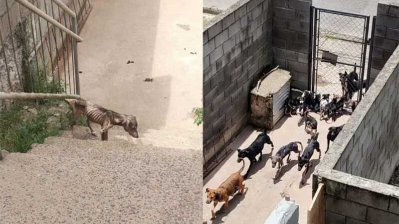 Mulher é presa por manter 18 cães em condições insalubres em Peruíbe, SP; vídeo