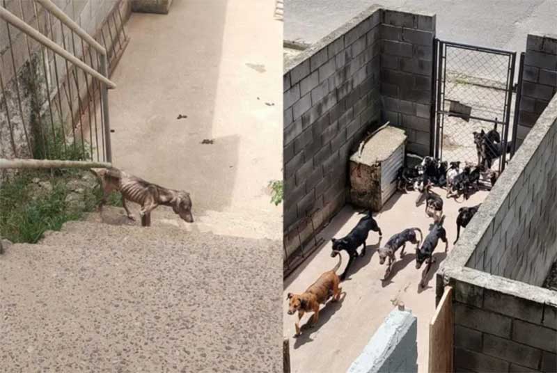 Mulher é presa por manter 18 cães em condições insalubres em Peruíbe, SP; vídeo