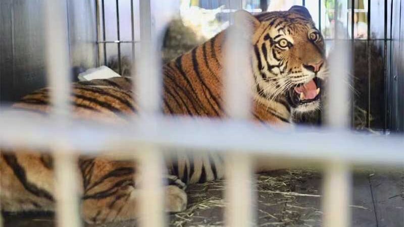Tigres-siberianos que viviam no Zoológico de Piracicaba são transferidos para santuário de animais