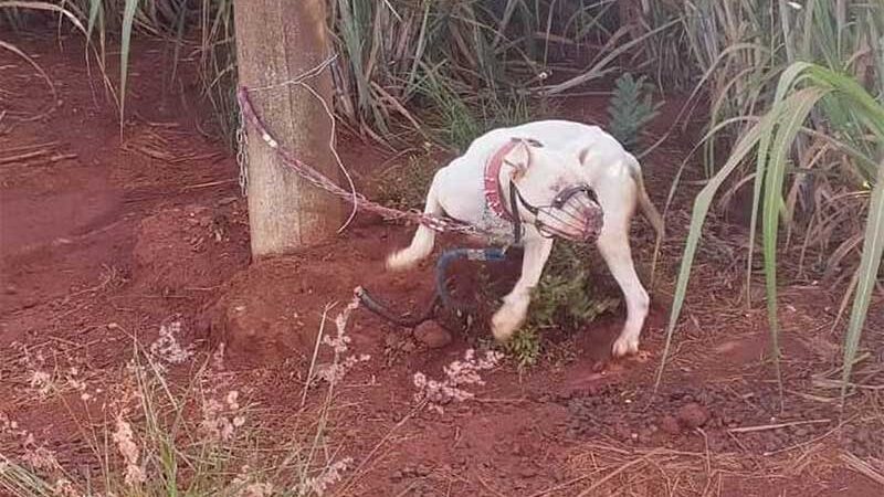 Sem água e comida, cachorro é resgatado após ser acorrentado a poste na zona rural de Pirassununga, SP