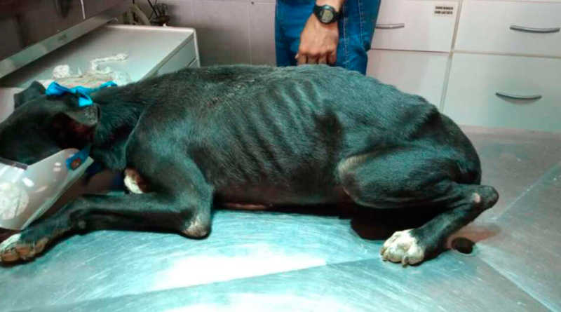 GCM encontra cão caquético e com dificuldades para se locomover, em Pirassununga, SP