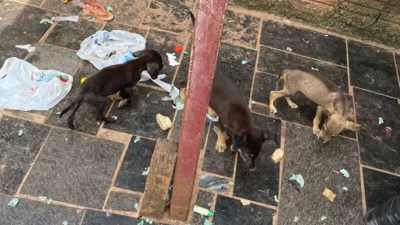 Polícia encontra filhotes de cachorro mortos em casa de homem condenado por maus-tratos em Rio Preto, SP