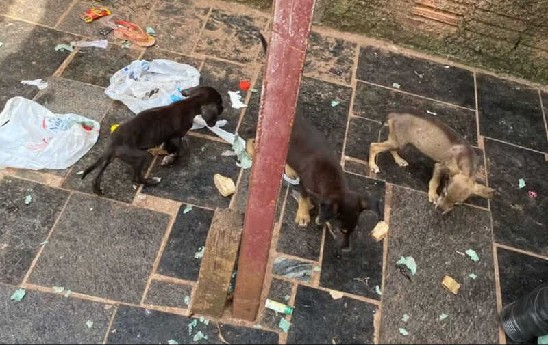 Polícia encontra filhotes de cachorro mortos em casa de homem condenado por maus-tratos em Rio Preto, SP