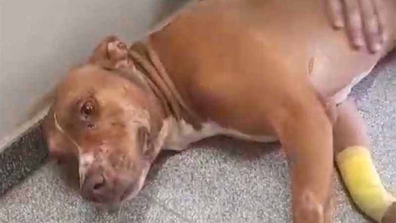 Cão é agredido com pá, socorrido por bombeiros e se recupera em hospital veterinário em Rio Preto, SP