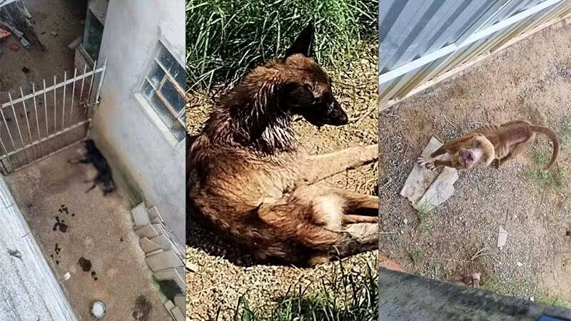 Homem é detido suspeito de maus-tratos a animais em Salto de Pirapora, SP