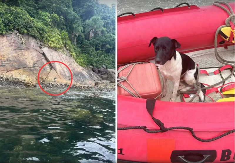 Cachorro é resgatado em ilha do litoral de SP; VÍDEO