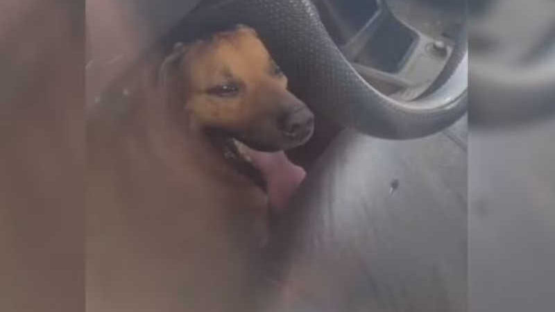 GCM resgata cachorro preso em carro com vidros fechados em Rio Preto, SP; vídeo