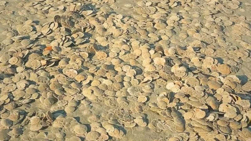 Turista flagra centenas de bolachas-do-mar durante caminhada em praia do litoral de SP: ‘cheiro forte’