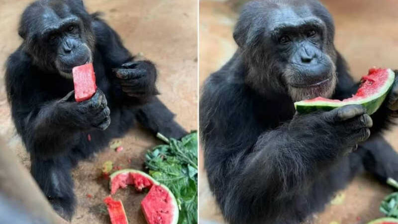 Chimpanzé Paulinho, do Zoológico de Sorocaba (SP), morre aos 40 anos