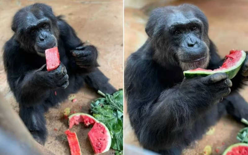 Chimpanzé Paulinho, do Zoológico de Sorocaba (SP), morre aos 40 anos