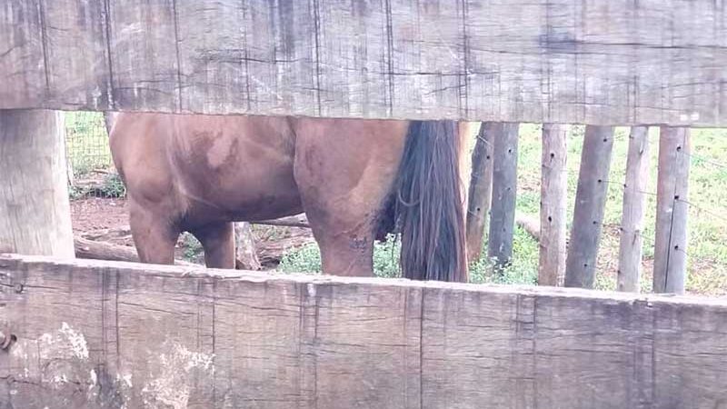 Cavalo é vítima de maus-tratos após castração inadequada e sem os cuidados apropriados em Teodoro Sampaio, SP