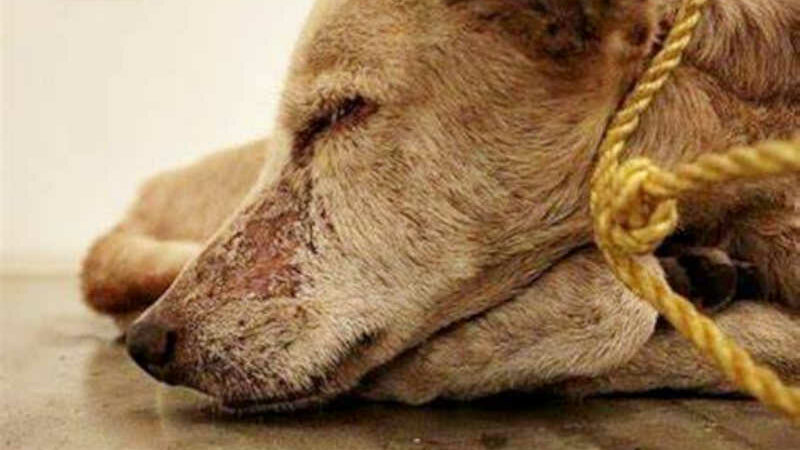 Pessoa que agrediu cachorro é condenada a colaborar financeiramente com entidades que abrigam animais abandonados