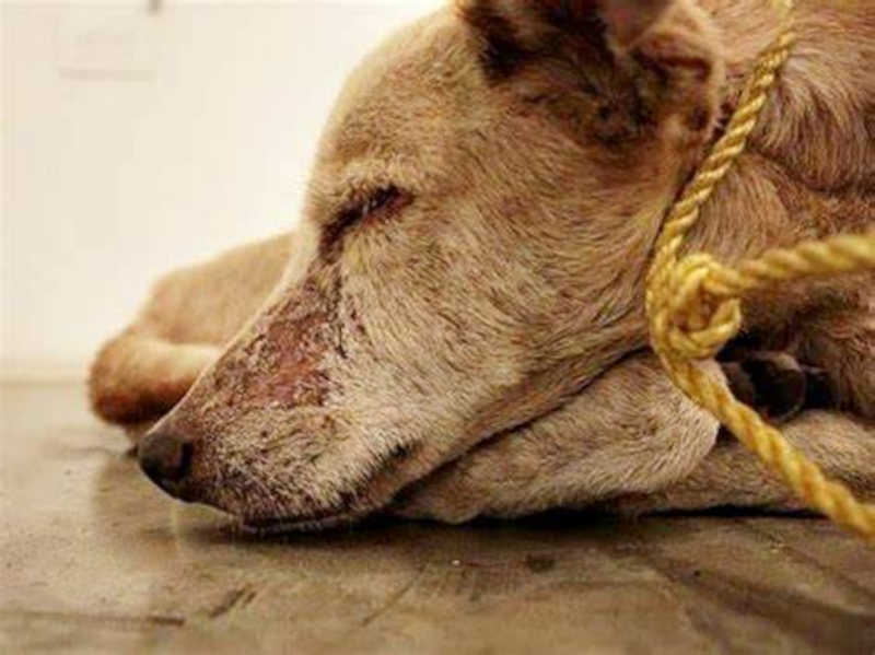 Pessoa que agrediu cachorro é condenada a colaborar financeiramente com entidades que abrigam animais abandonados