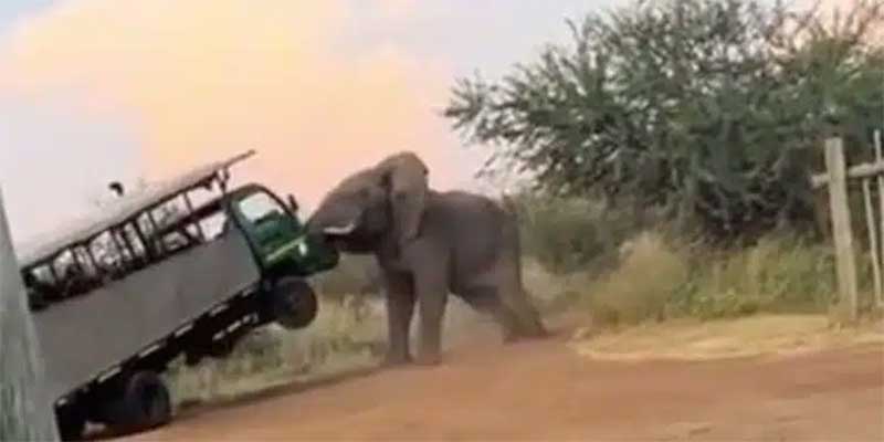 Elefante em fúria ataca e levanta caminhão de safari; VÍDEO