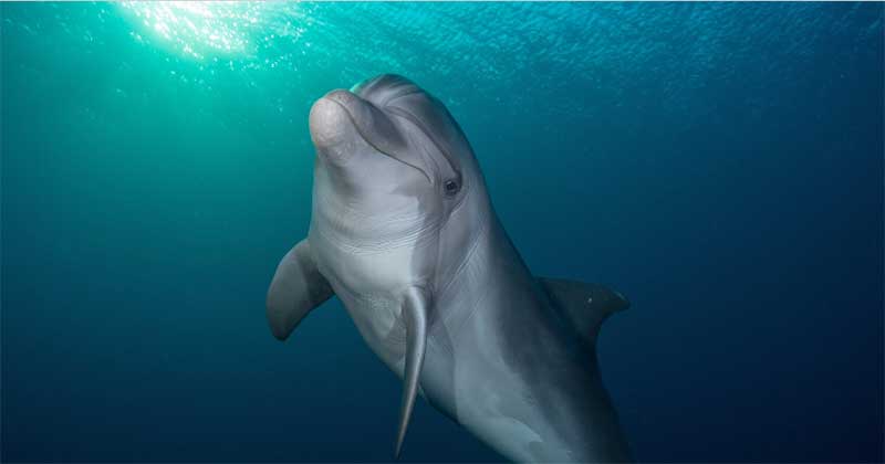 Relatório: o aumento do abate de pequenas baleias e golfinhos ameaça o equilíbrio dos oceanos