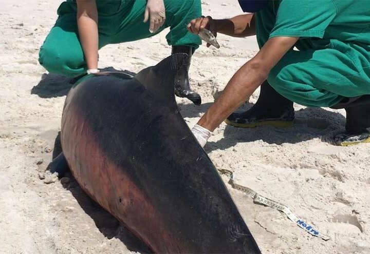 Cinco golfinhos encalham no litoral alagoano em nove dias
