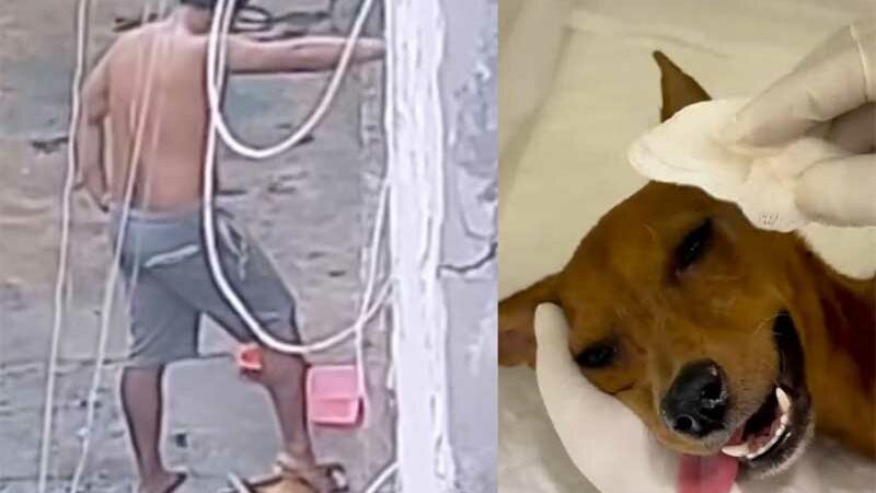 Homem flagrado pisando na cabeça de cachorro é preso em Manaus; vídeo