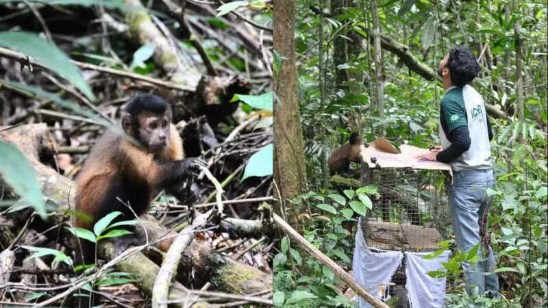 Animais silvestres resgatados em operações são devolvidos à natureza, no Amapá