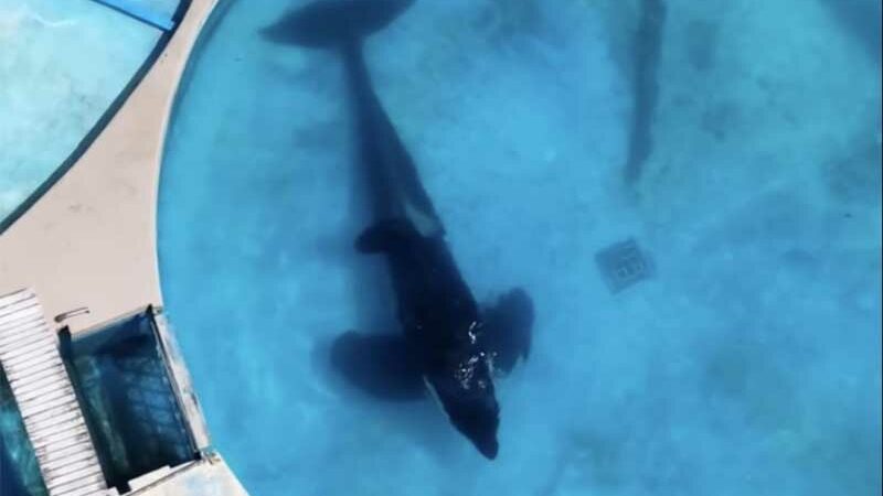 Presa em parque aquático: os maus-tratos à única orca em cativeiro na América do Sul viralizaram