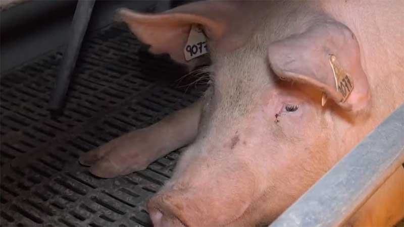 Alegações de crueldade e bestialidade em fazenda de porcos surgem às vésperas de “CPI” na Austrália