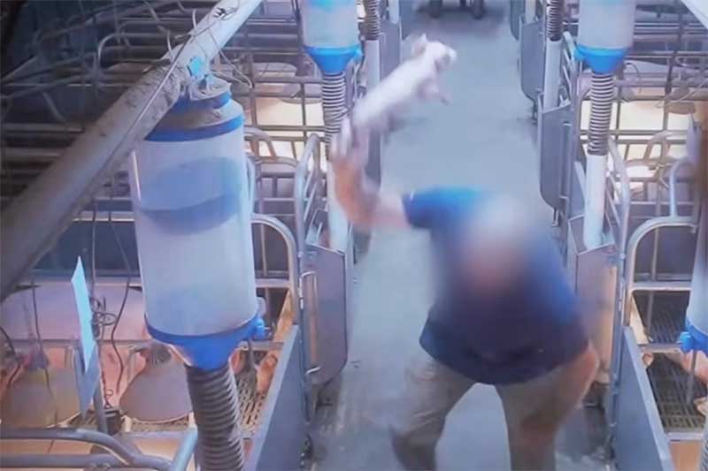  Um trabalhador usa força bruta para eutanasiar um leitão