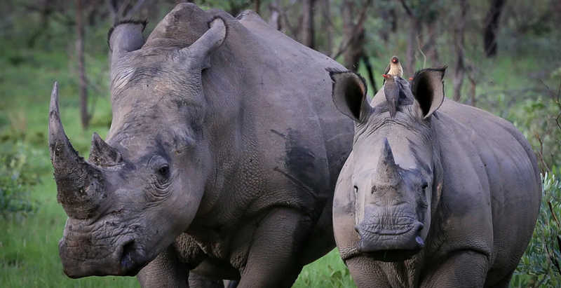 “Deixe queimar”, diz ONG de bem-estar animal sobre 75 toneladas de estoque de chifres de rinoceronte da África do Sul