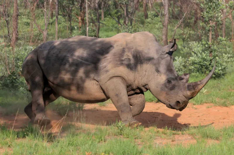 Um rinoceronte com chifres está se tornando uma visão rara, já que o governo e os proprietários privados geralmente removem os chifres dos animais para dissuadir os caçadores ilegais. Foto: Conservation Action Trust