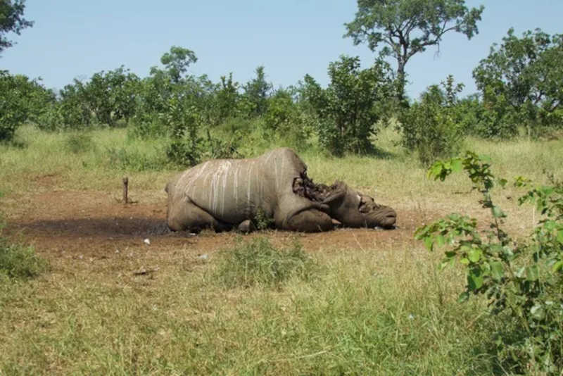 Um dos milhares de rinocerontes que foram mortos por seus chifres que os grupos criminosos enviam para os lucrativos mercados asiáticos. Foto: Adam Cruise / Conservation Action Trust