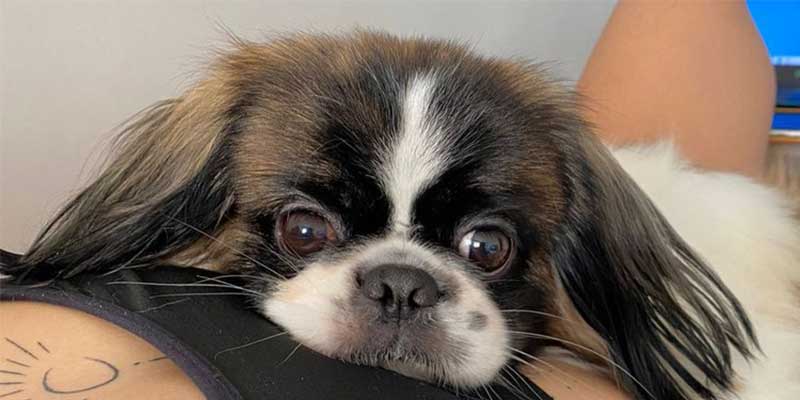 Cachorro morre em clínica veterinária de Salvador e funcionários enterram animal sem comunicar família; entenda