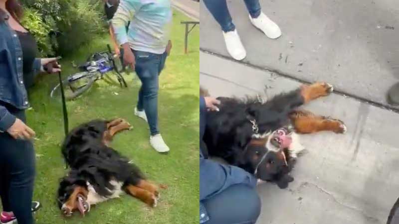 Colômbia: homem é flagrado arrastando um cachorro com sua bicicleta; vídeo