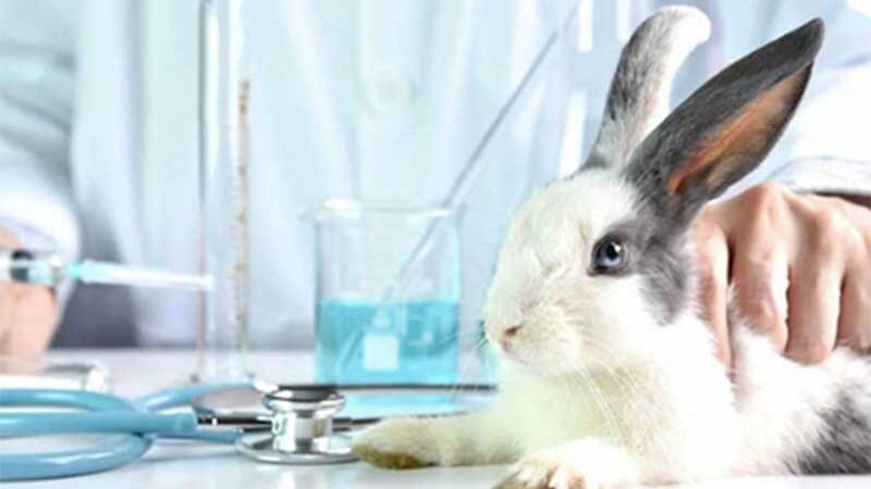 Coelhinhos da Páscoa serão projetados em todo o Brasil pedindo que o presidente da Câmara avance com PL que proíbe testes cosméticos em animais
